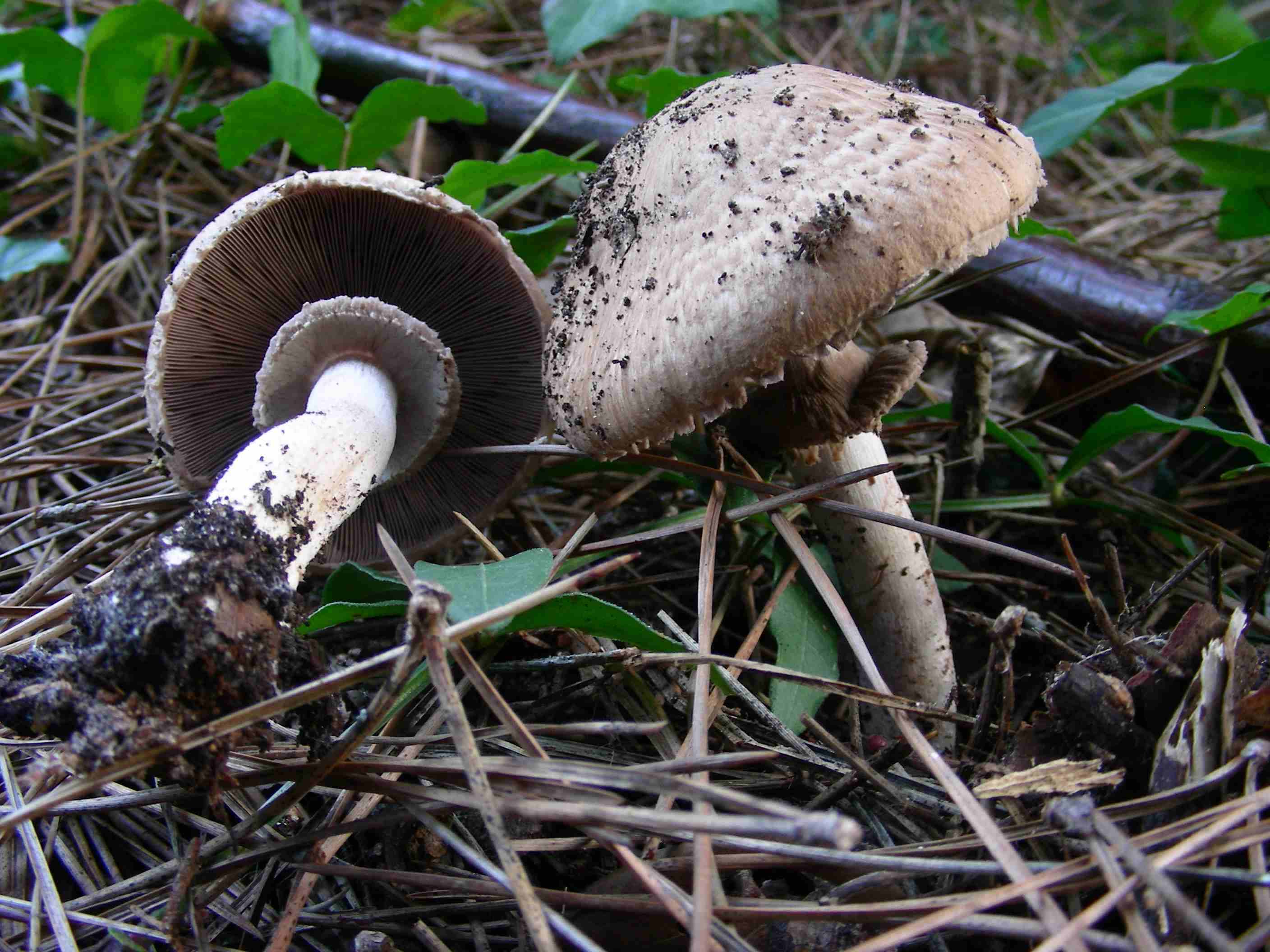 1189 Dicembre vecchio ritrovamento